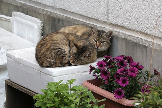街のねこたち