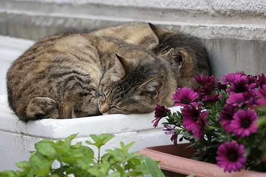 街のねこたち