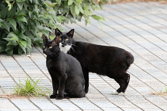 街のねこたち