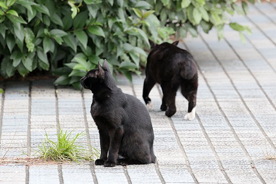 街のねこたち