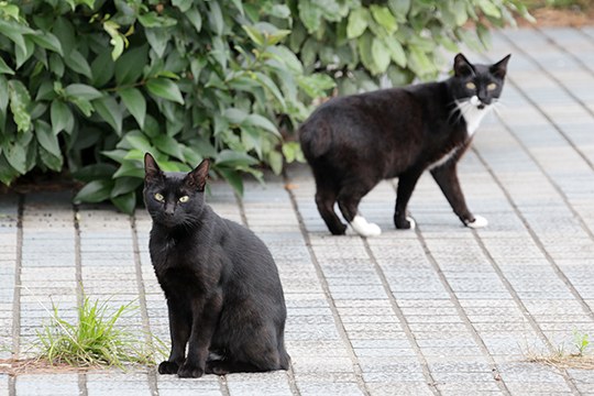 街のねこたち