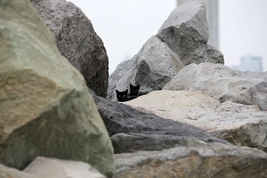 街のねこたち