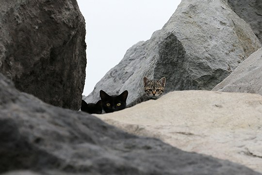 街のねこたち