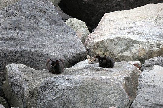 街のねこたち