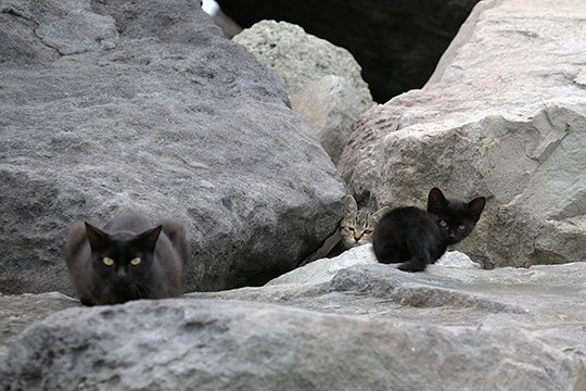 街のねこたち