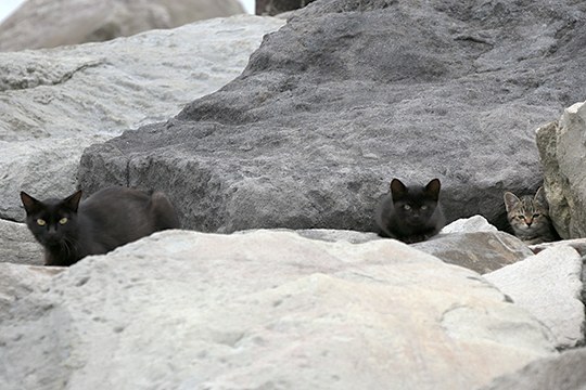 街のねこたち
