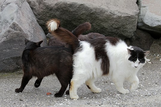 街のねこたち
