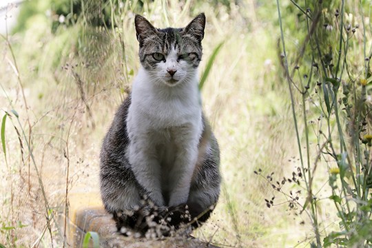 街のねこたち