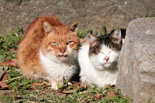 街のねこたち