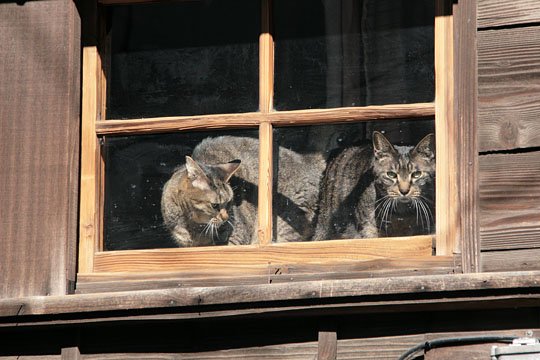 街のねこたち