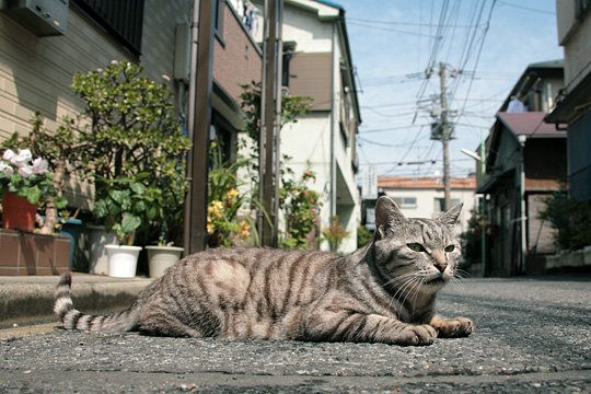 街のねこたち