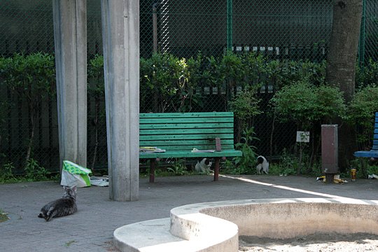 街のねこたち