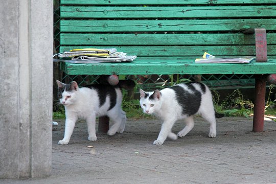 街のねこたち