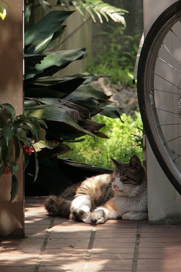 街のねこたち