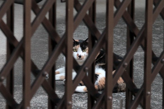 街のねこたち
