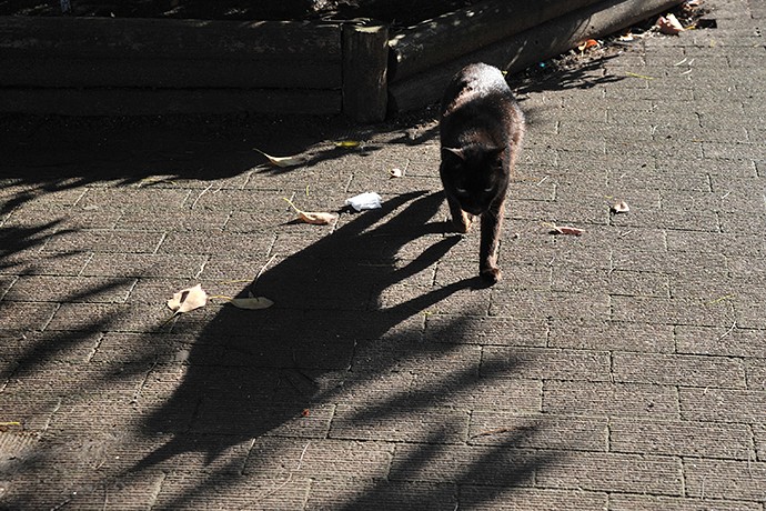 街のねこたち
