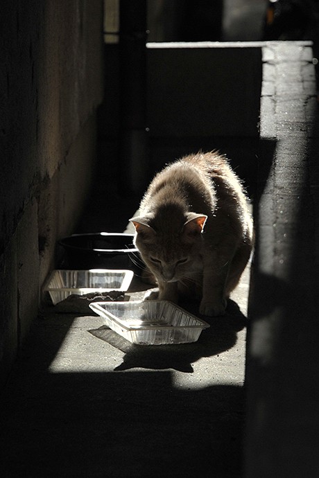 街のねこたち