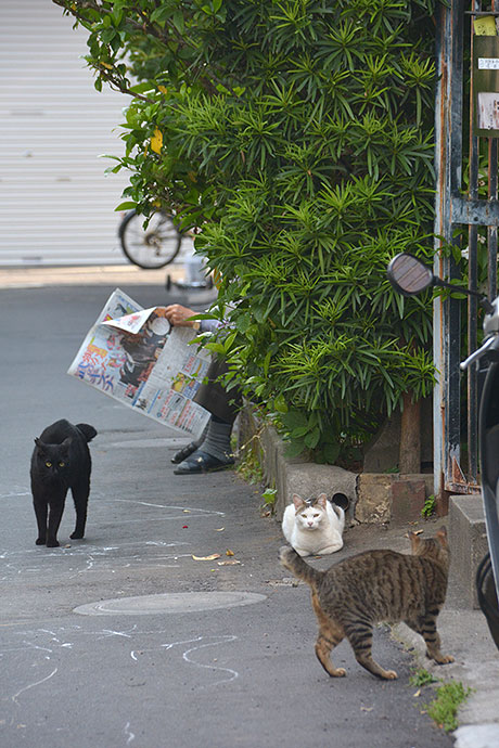 街のねこたち