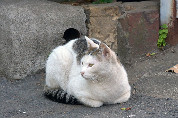 街のねこたち