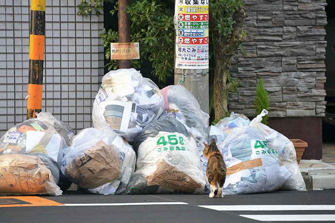 街のねこたち