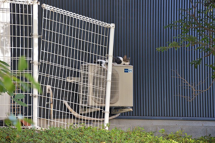 街のねこたち