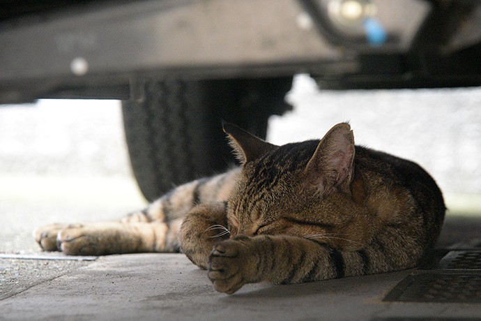 街のねこたち