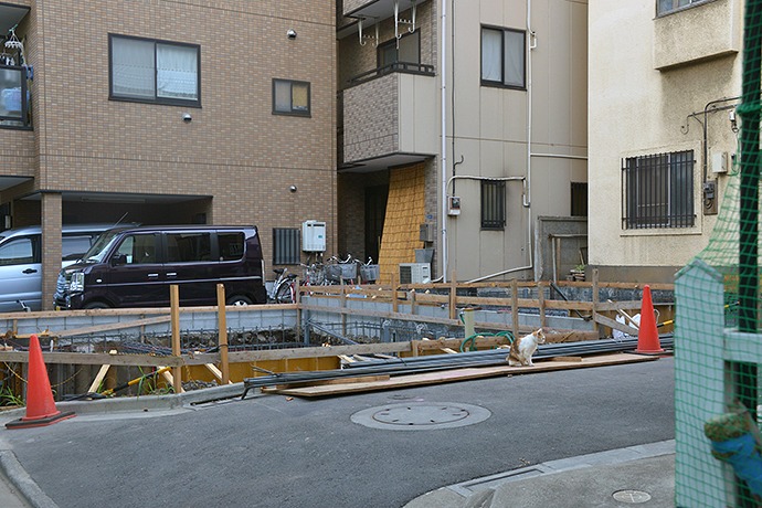 街のねこたち
