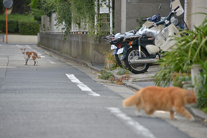 街のねこたち