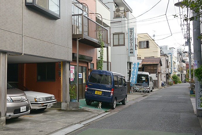 街のねこたち