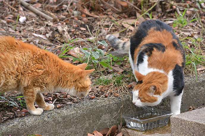 街のねこたち
