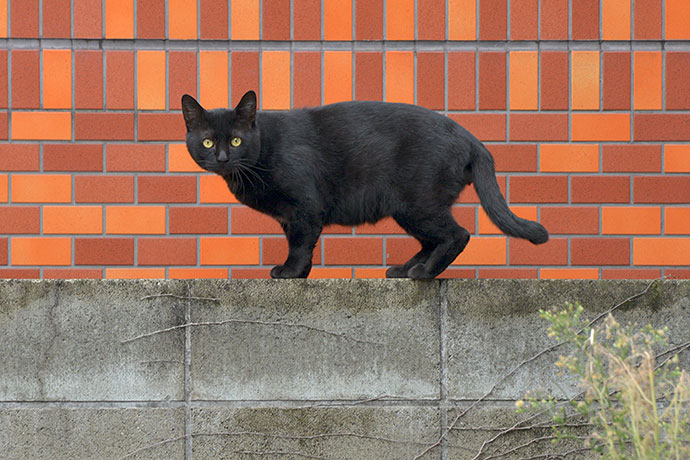 街のねこたち