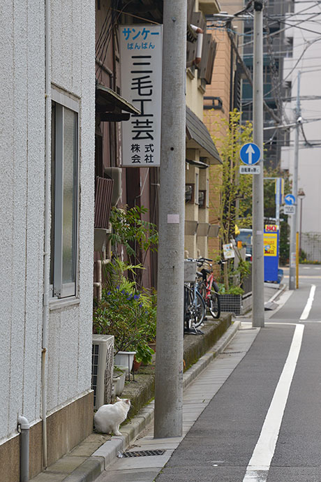 街のねこたち