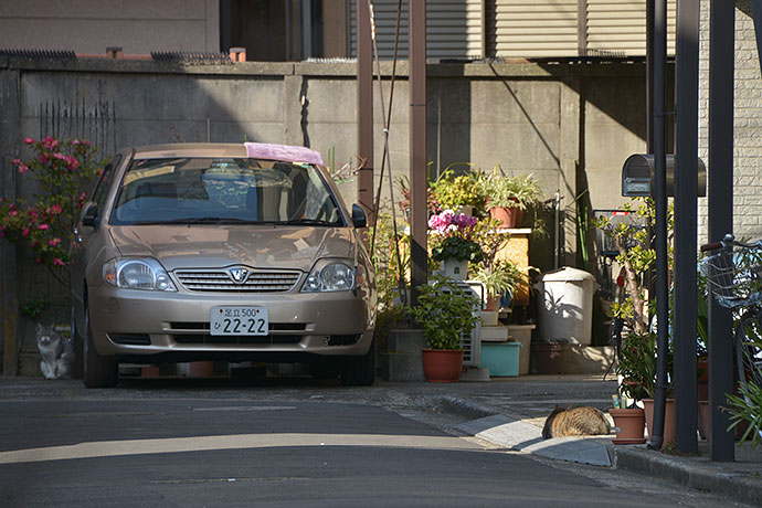 街のねこたち