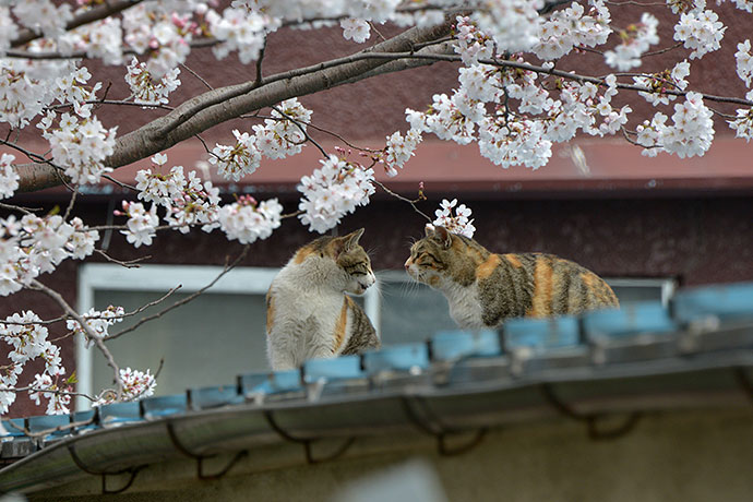 街のねこたち