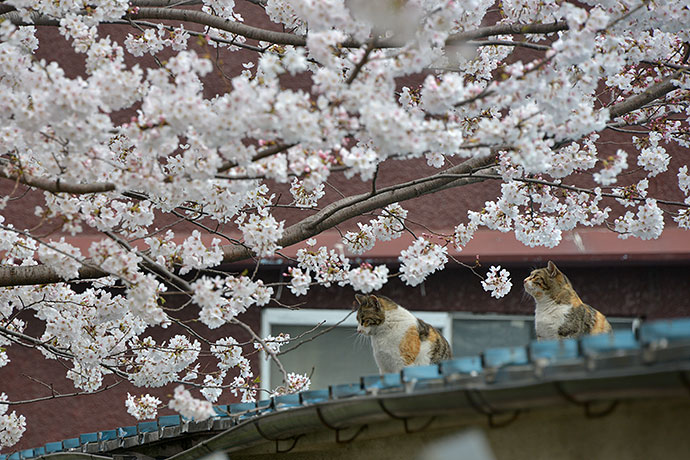 街のねこたち