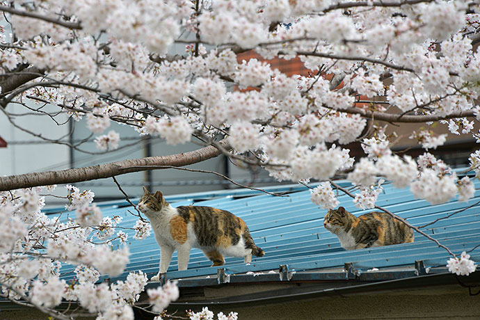 街のねこたち