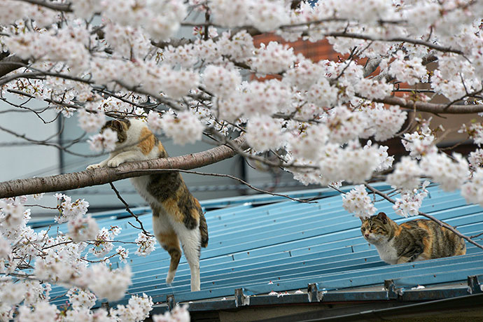 街のねこたち