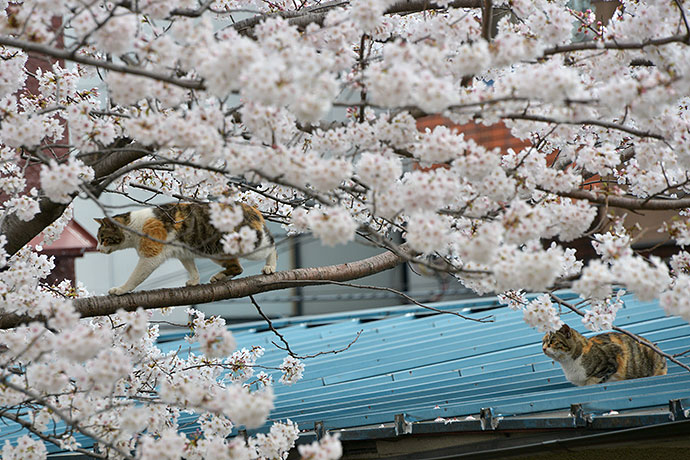 街のねこたち