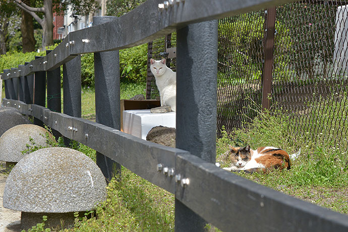 街のねこたち