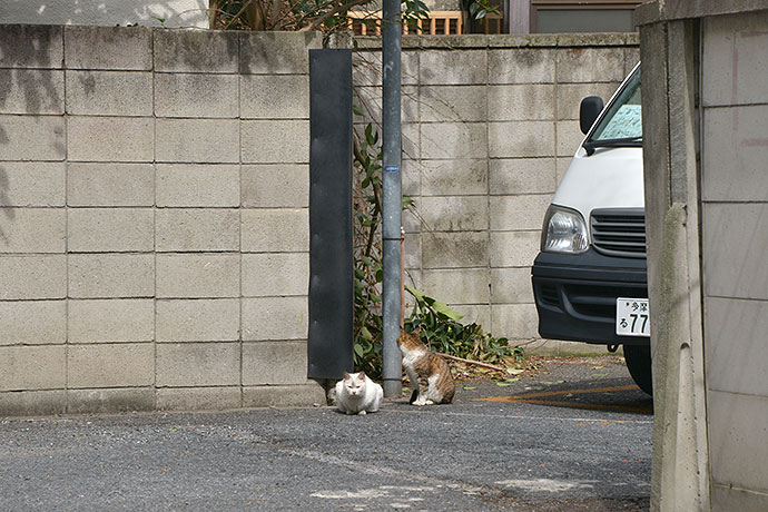 街のねこたち
