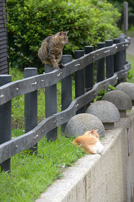 街のねこたち