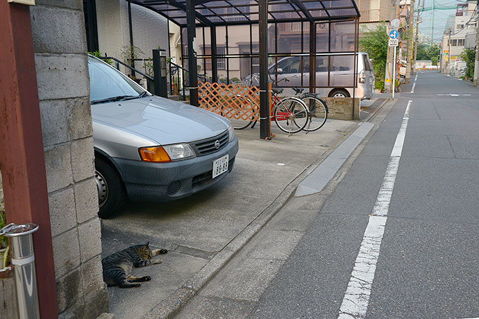 街のねこたち