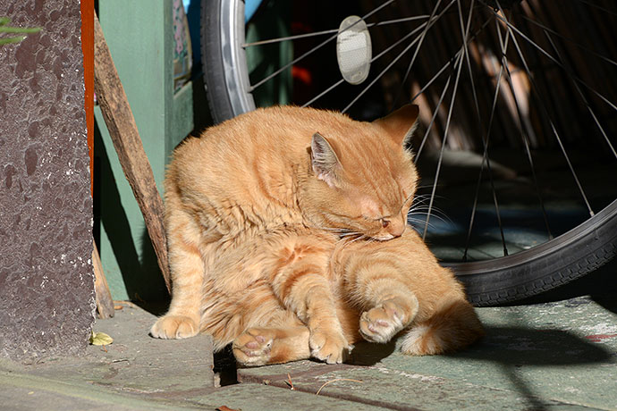 街のねこたち