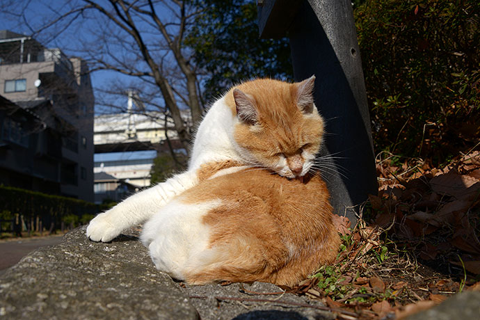 街のねこたち