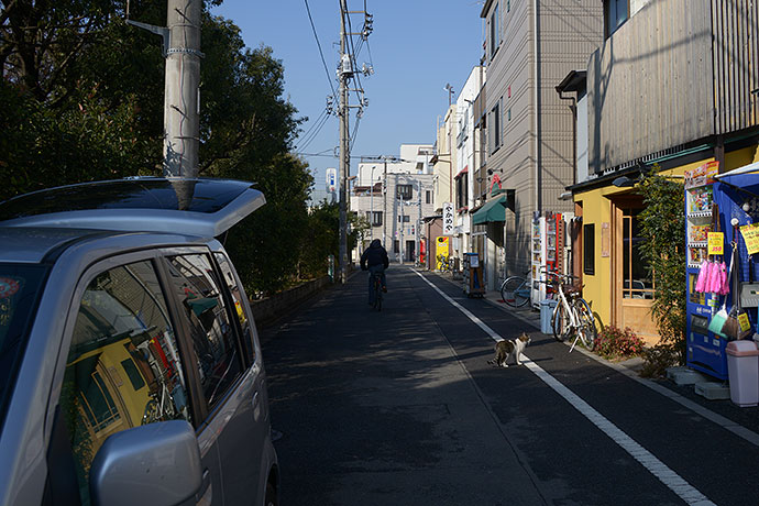 街のねこたち