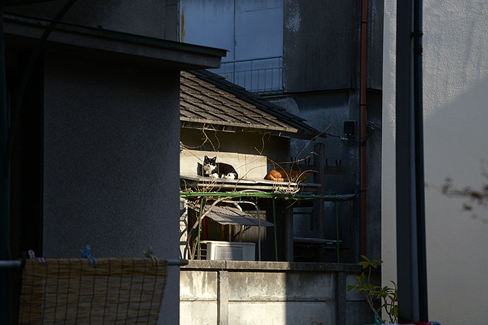 街のねこたち