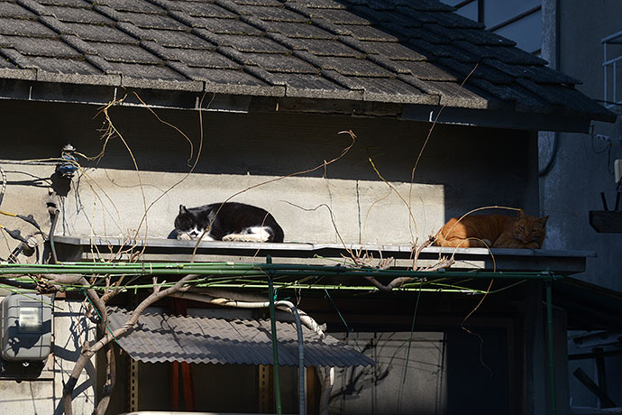 街のねこたち