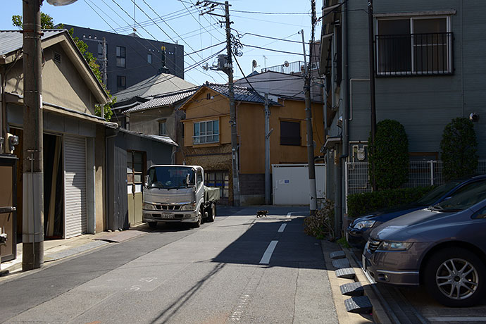 街のねこたち