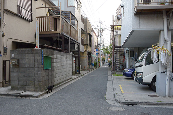街のねこたち