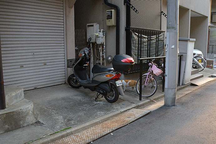 街のねこたち